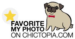 support this photo on chictopia